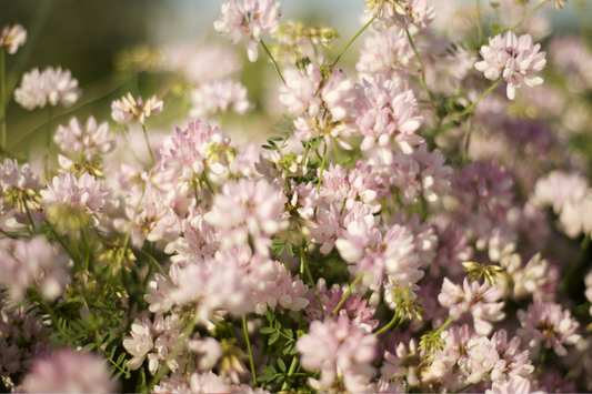 Phytoöstrogene - Eine natürliche Alternative zu BPA?