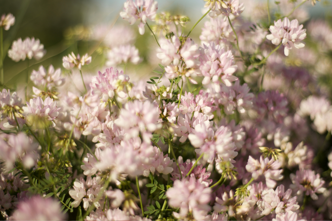Wilde Blumen